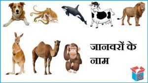 List of Animals Name in Hindi